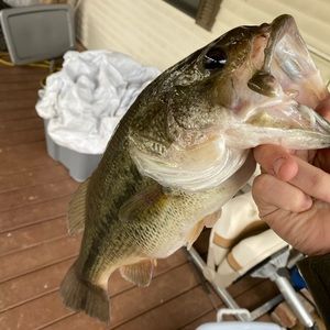 Meet your Posher, Joby